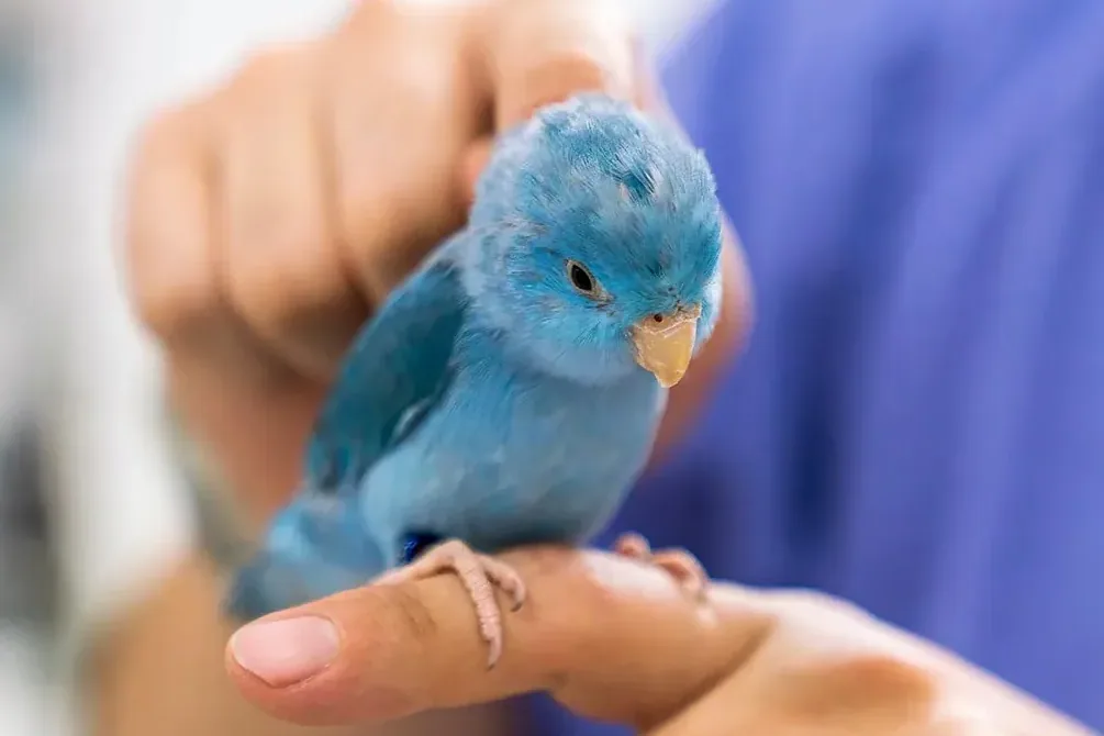 pet bird - Choosing the right bird for your lifestyle