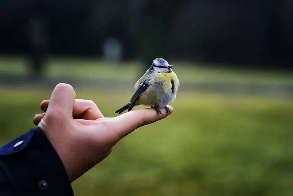 pet bird - Pros and cons of owning a bird