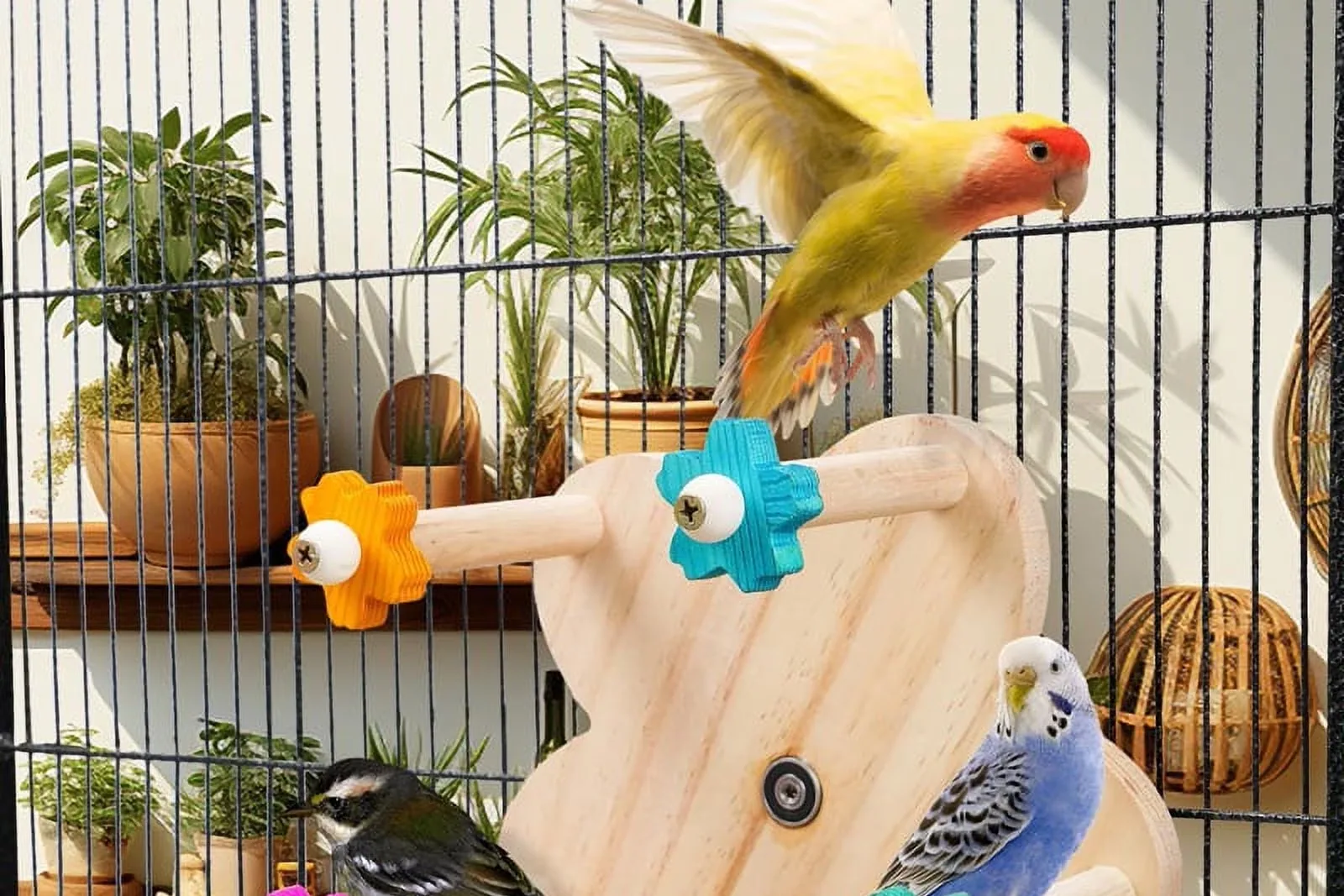pet bird - Housing and environment for pet birds