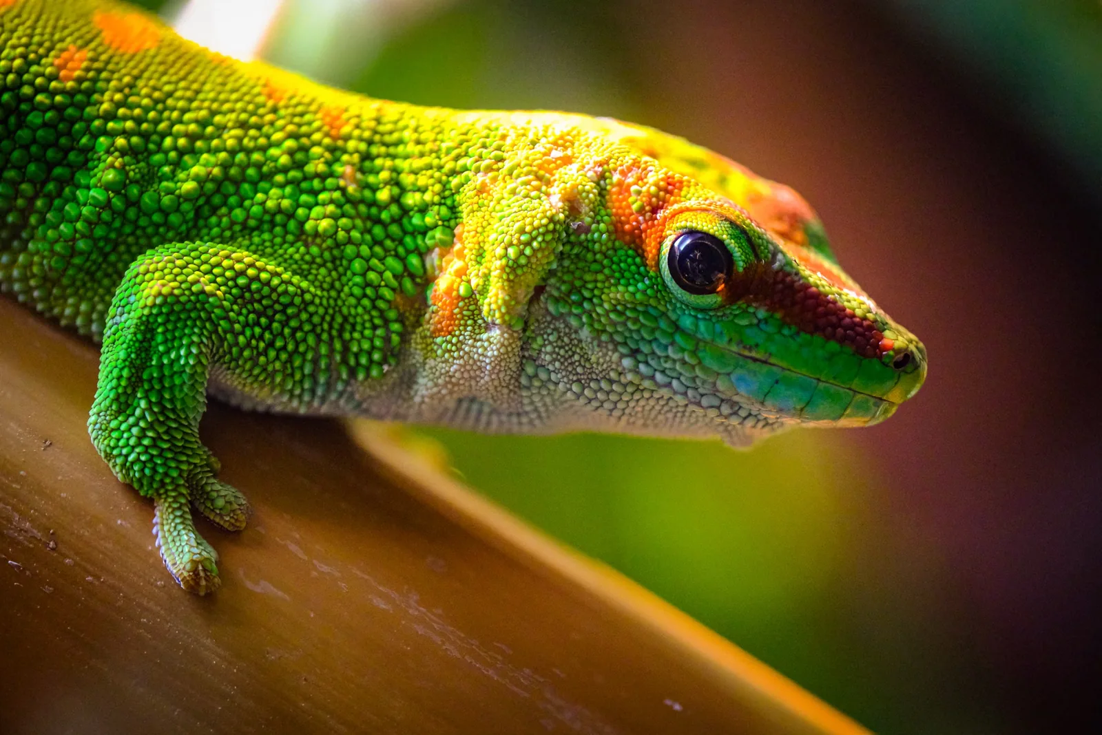 A close-up of a gecko on a branch in a natural habitat.