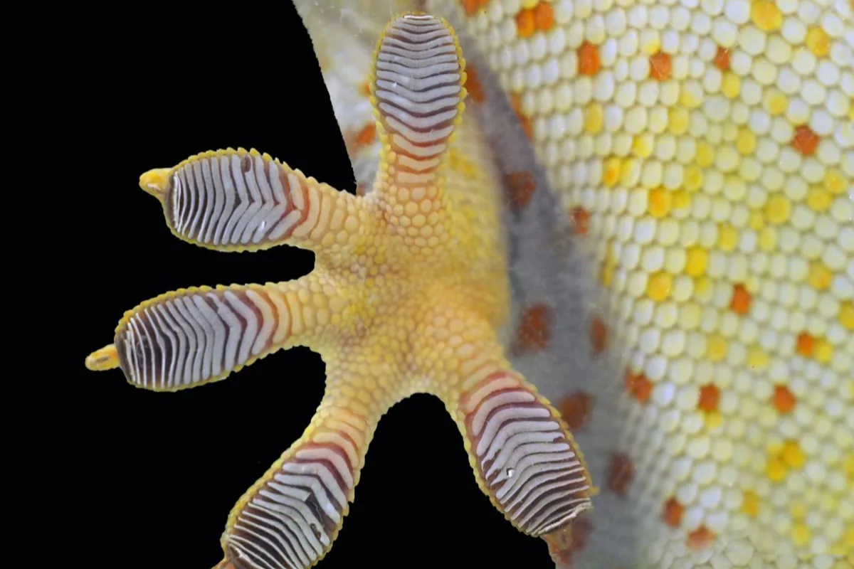 A close-up of a gecko showing its textured skin and toe pads.