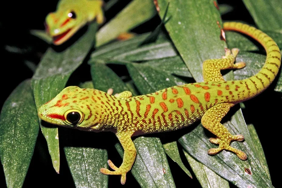A gecko perched on a tree branch in a tropical forest.