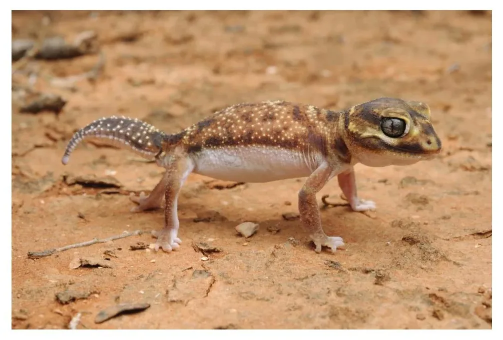 A gecko displaying a defensive posture with mouth open and tail raised.
