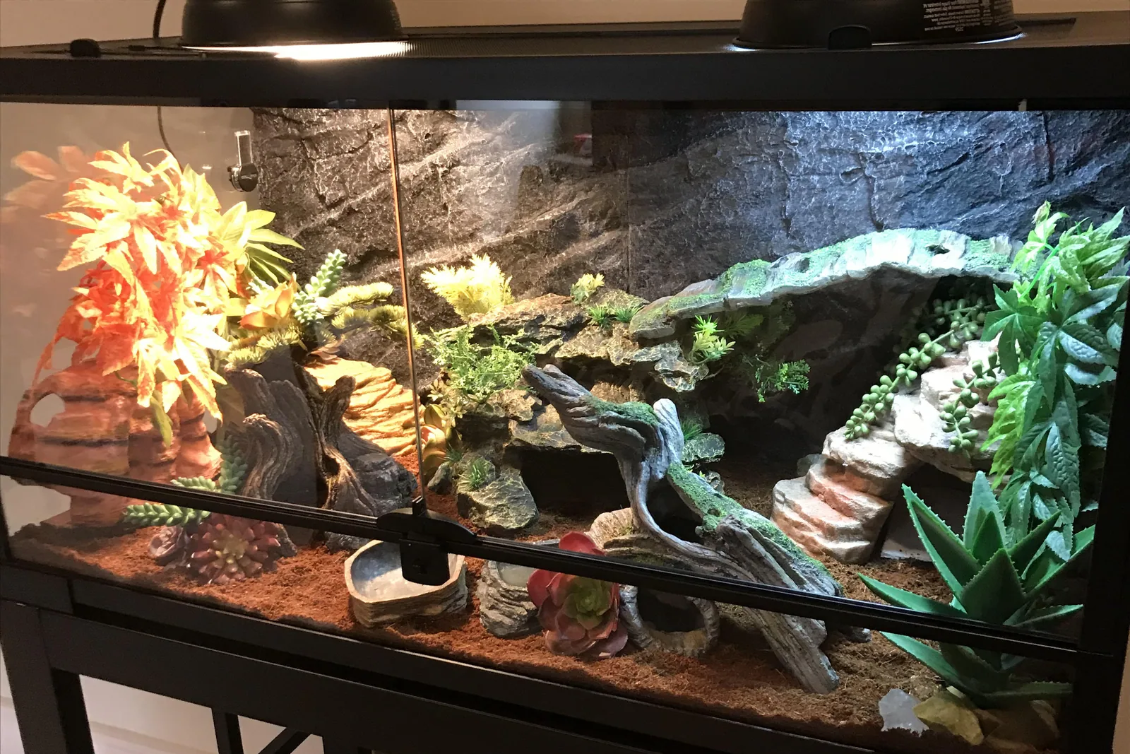 A gecko inside a glass terrarium with plants and a heat lamp.