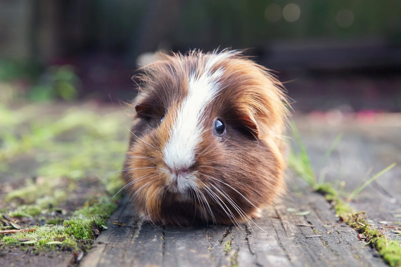 Two guinea pigs sitting together on soft hay, looking curious.