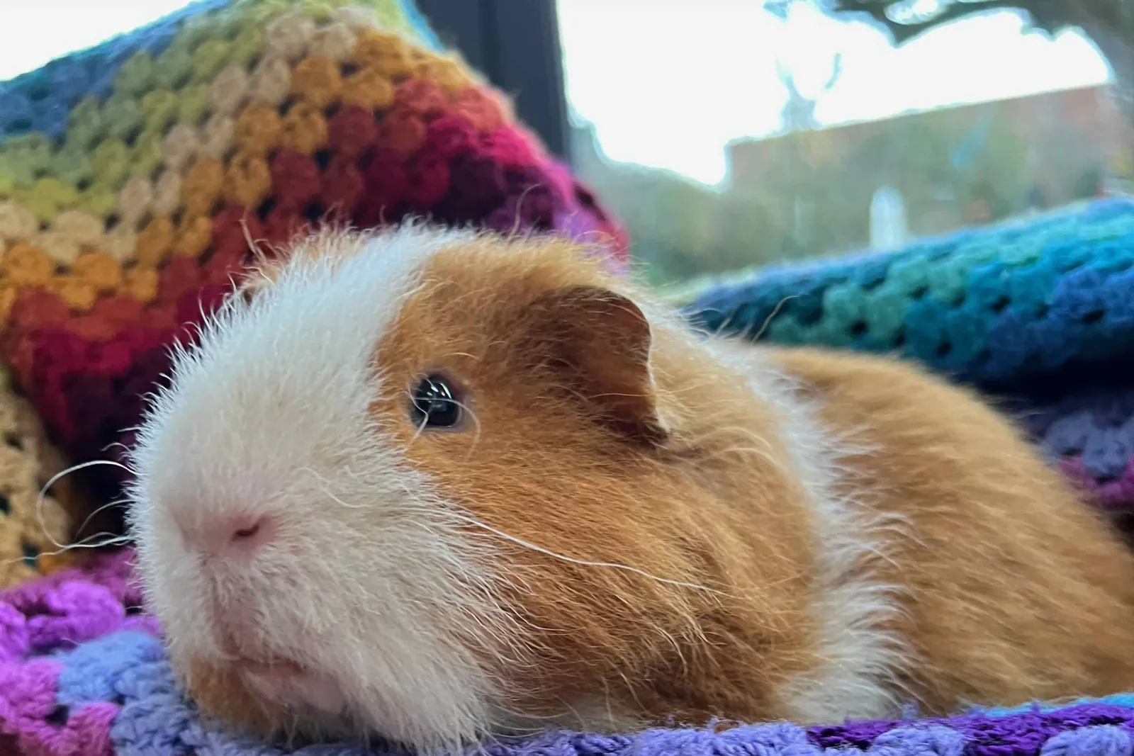 A guinea pig sitting on a soft blanket looking at the camera