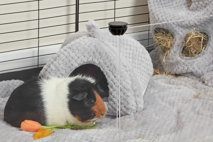 Two guinea pigs in a clean cage with bedding and a hideout.