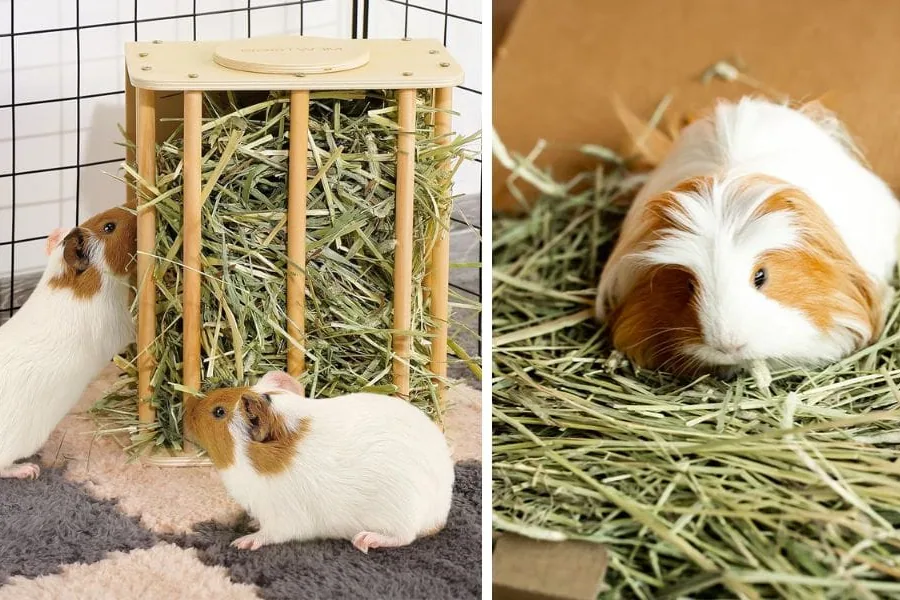 Guinea pigs resting in a clean, cozy enclosure with fresh hay and water.