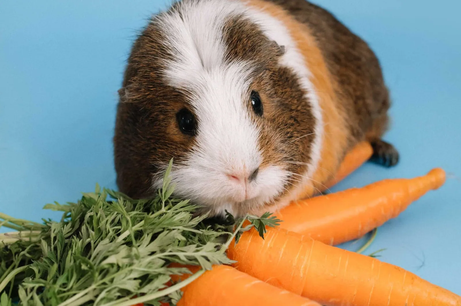 Guinea pigs eating fresh vegetables and hay in a cage.