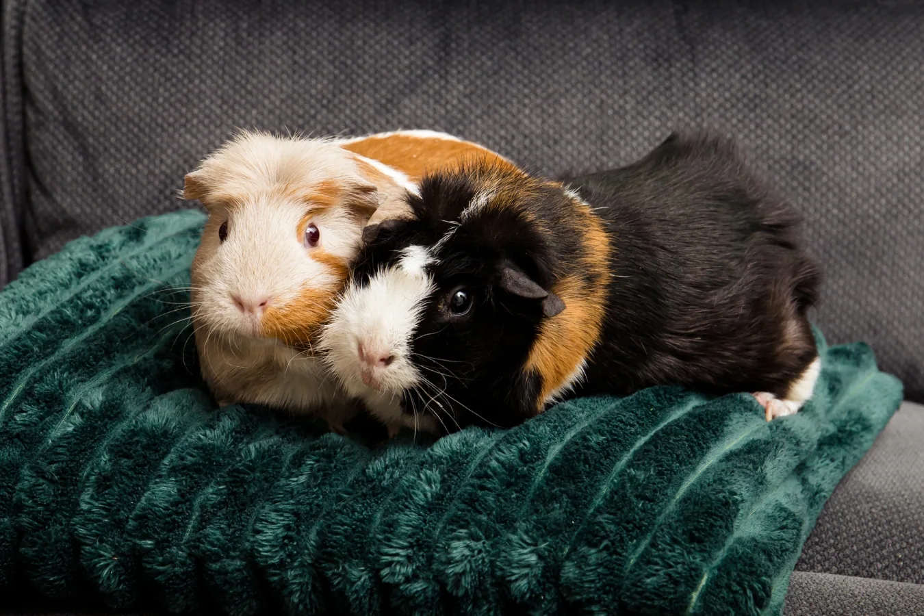 Two guinea pigs sitting together on a soft blanket, looking at the camera.