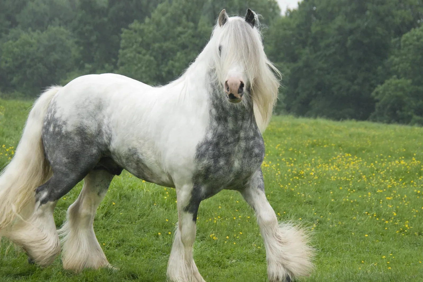 Gypsy Vanner Horse - Quick facts