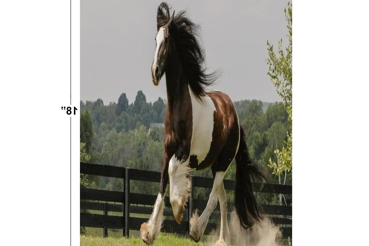 Gypsy Vanner Horse - History and origin