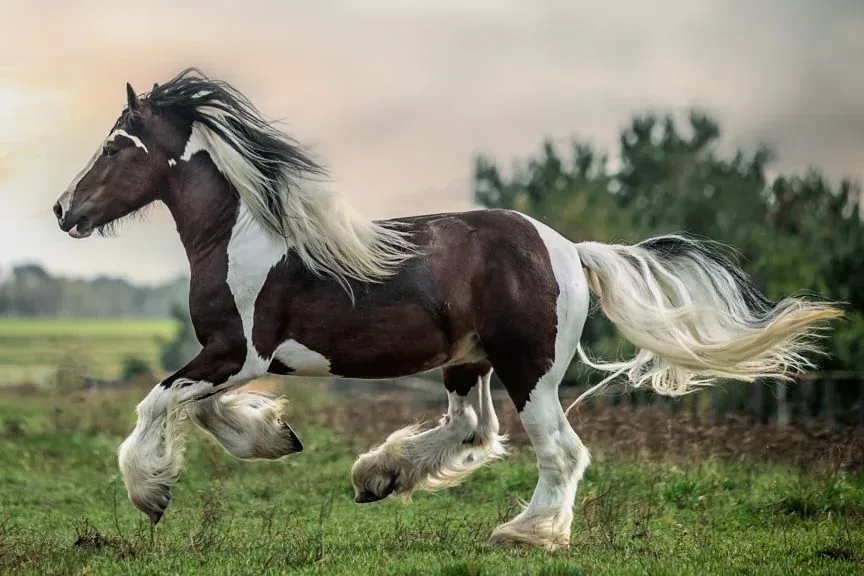 Gypsy Vanner Horse - Temperament and behaviour