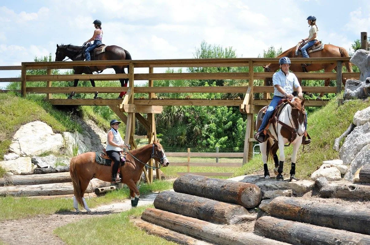 Gypsy Vanner Horse - Training and exercise needs