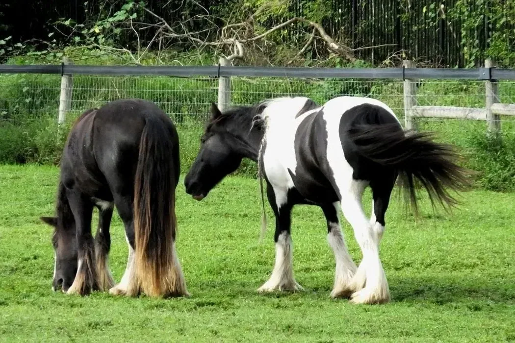 Gypsy Vanner Horse - Health considerations
