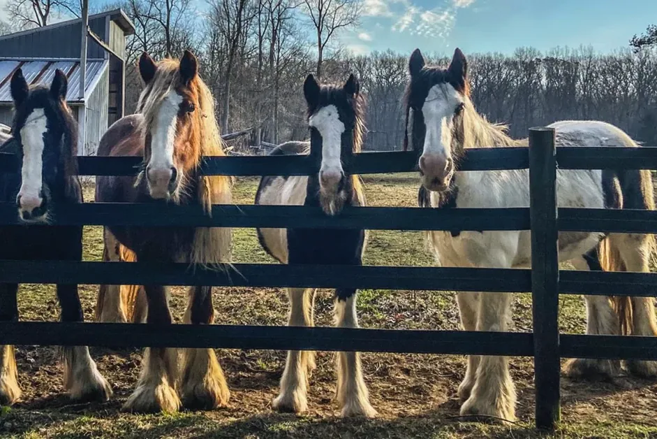 Gypsy Vanner Horse - Grooming and maintenance (what actually works)