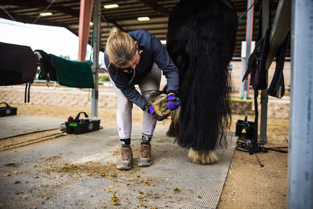 Gypsy Vanner Horse - Hoof care basics