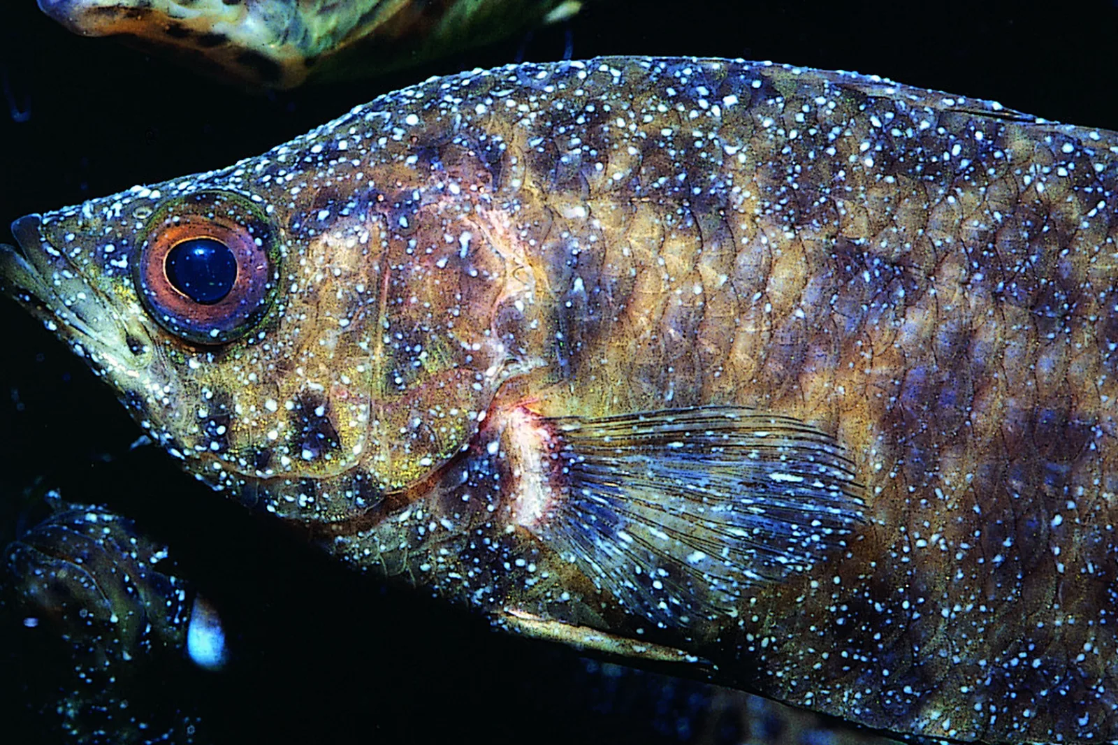 aquarium fish - First, a reality check on “fish diseases”