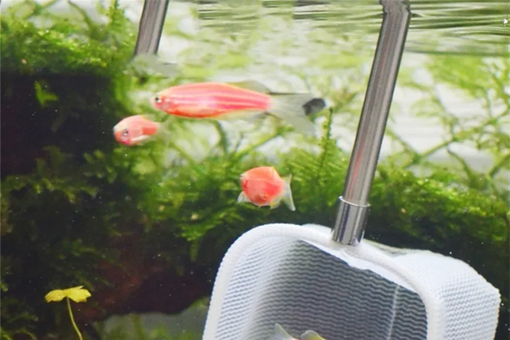 aquarium fish - Quick triage: what to do in the first hour