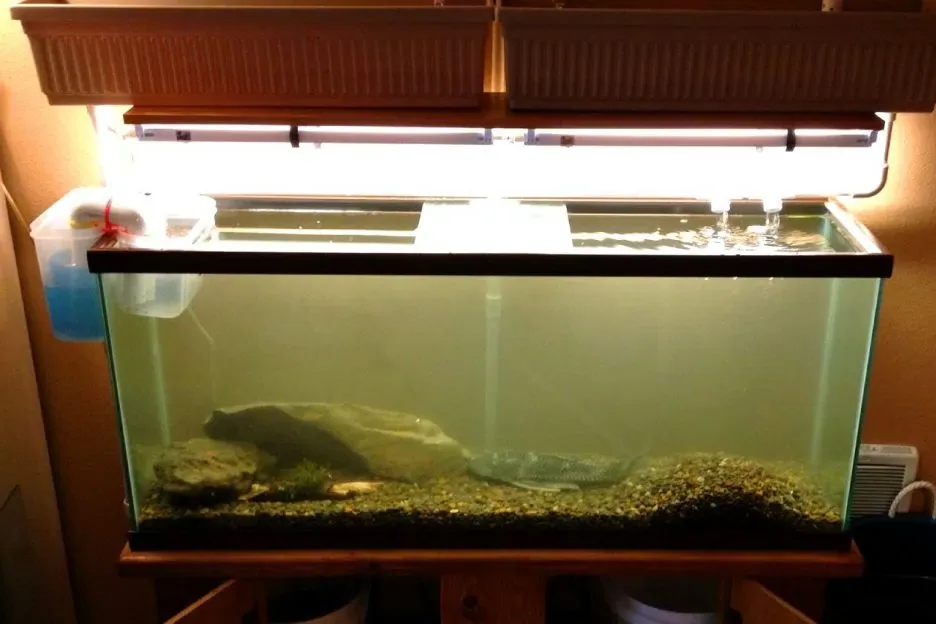aquarium fish - Environmental stress: the quiet driver behind most outbreaks