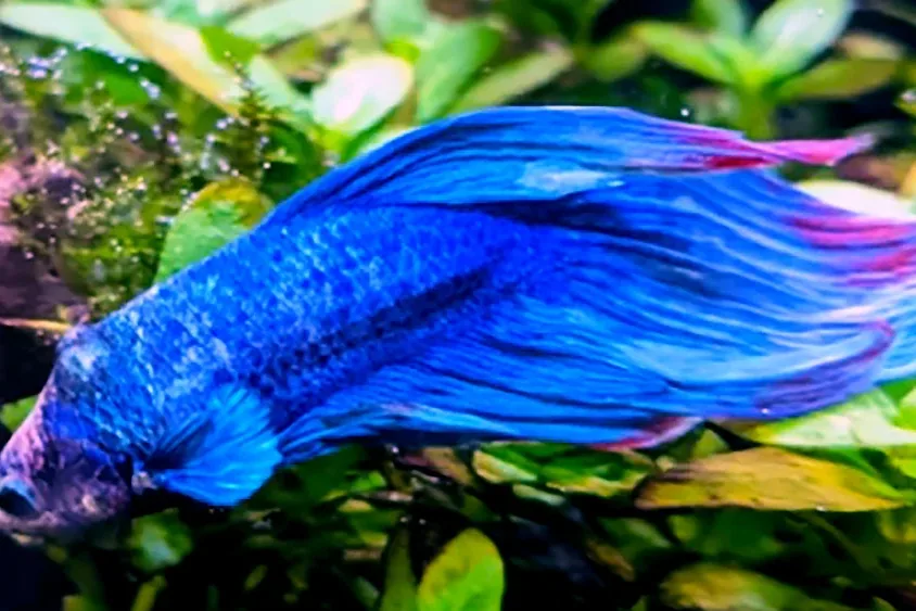 aquarium fish - Common bacterial problems (often opportunists)