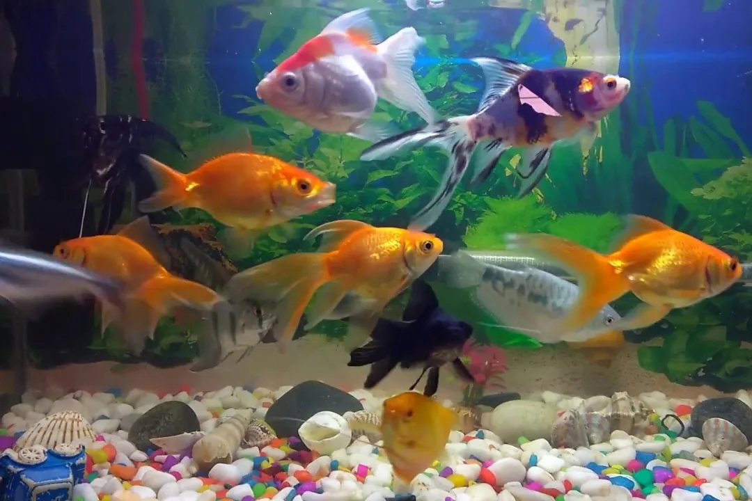 aquarium fish - Prevention that actually works in home systems