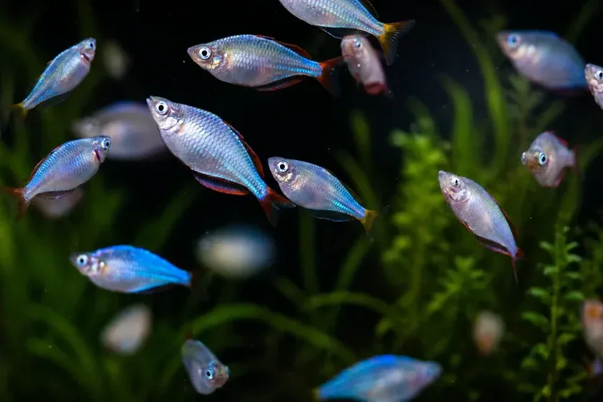 Rainbowfish - Rainbowfish at a glance