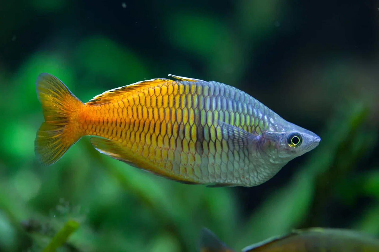 Rainbowfish - What rainbowfish are (and where they come from)
