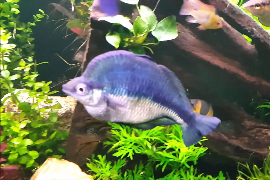 Rainbowfish - Aquarium setup: space first, then plants