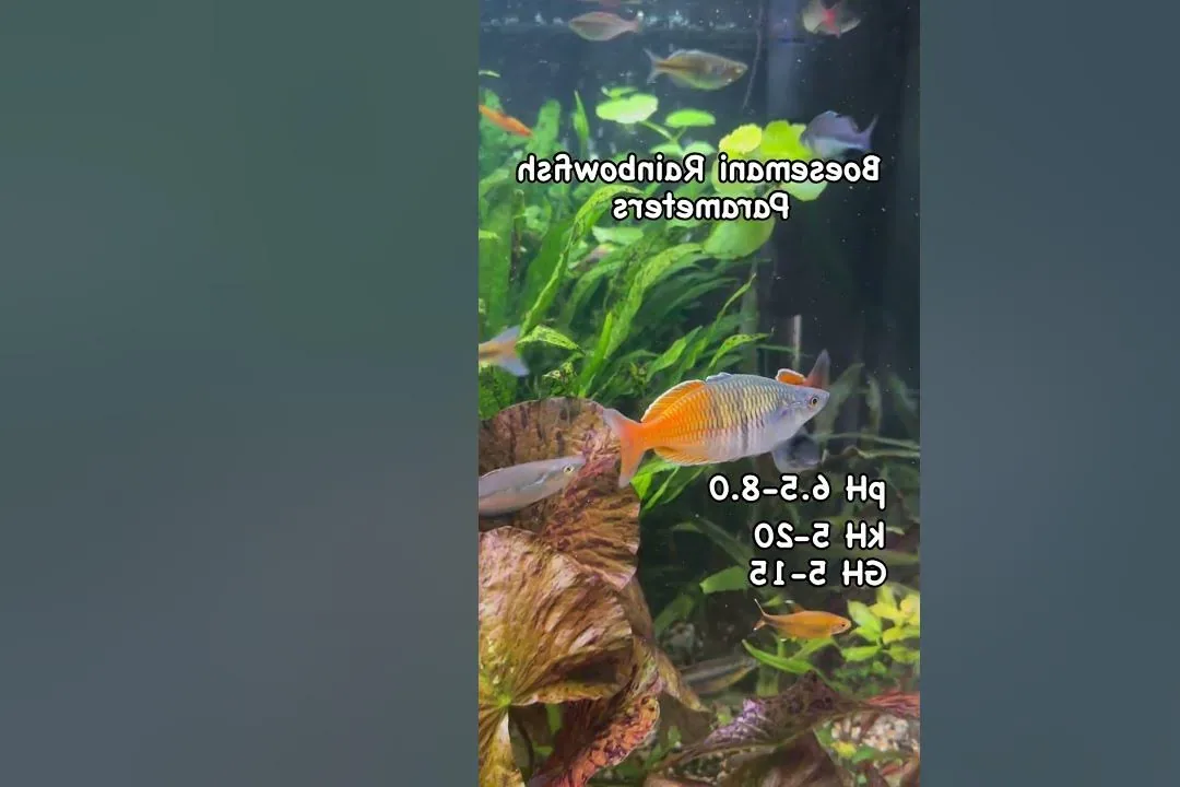 Rainbowfish - Water parameters and stability