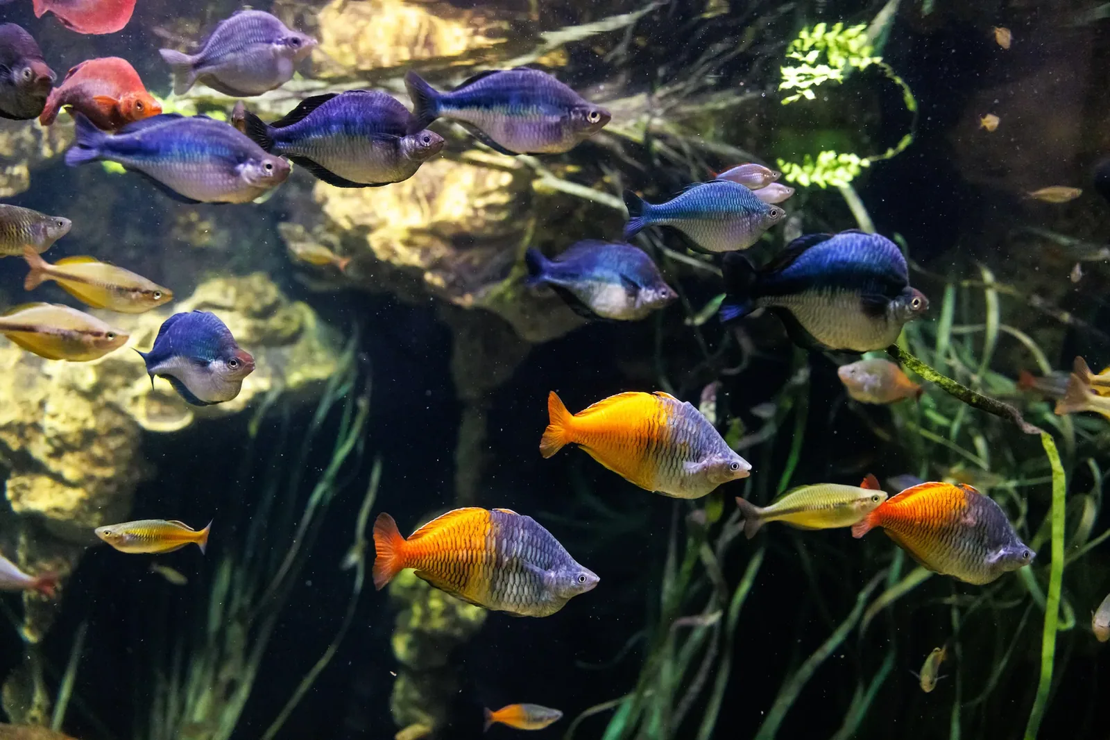 Rainbowfish - Social behaviour: why groups matter