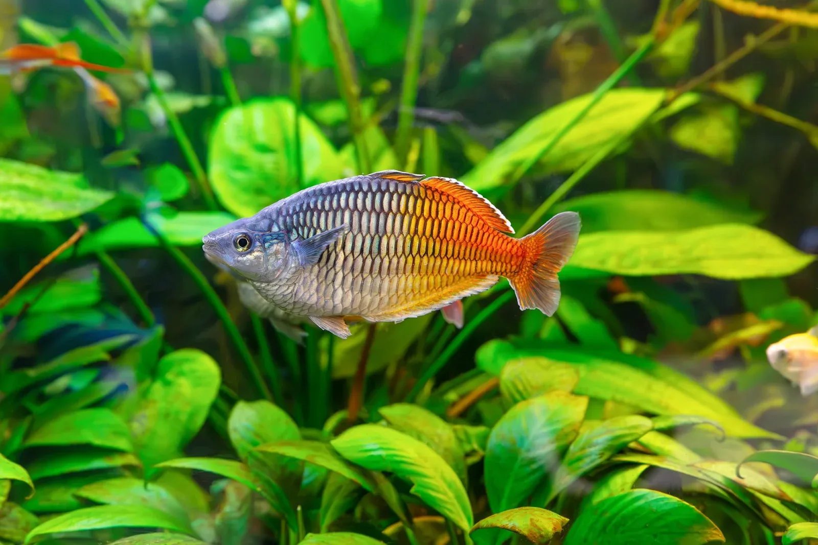 Rainbowfish - Common health issues: what to watch for