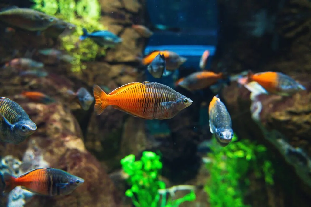 Rainbowfish - Maintenance routine (simple and repeatable)
