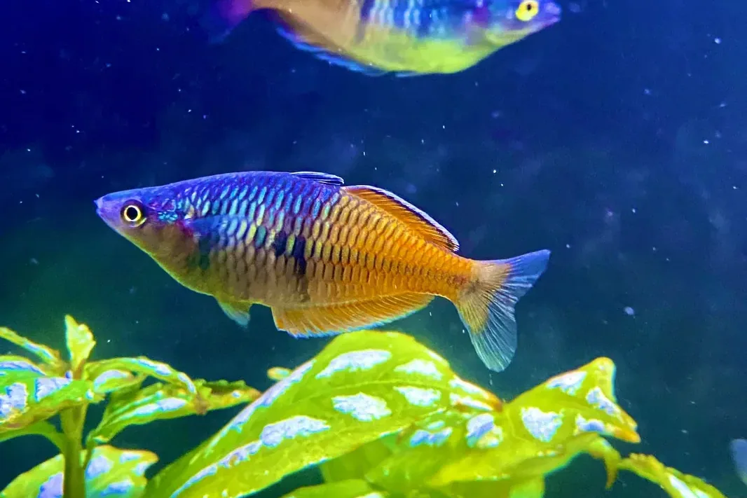 Rainbowfish - Biosecurity in Australia: don’t release fish, plants, or water