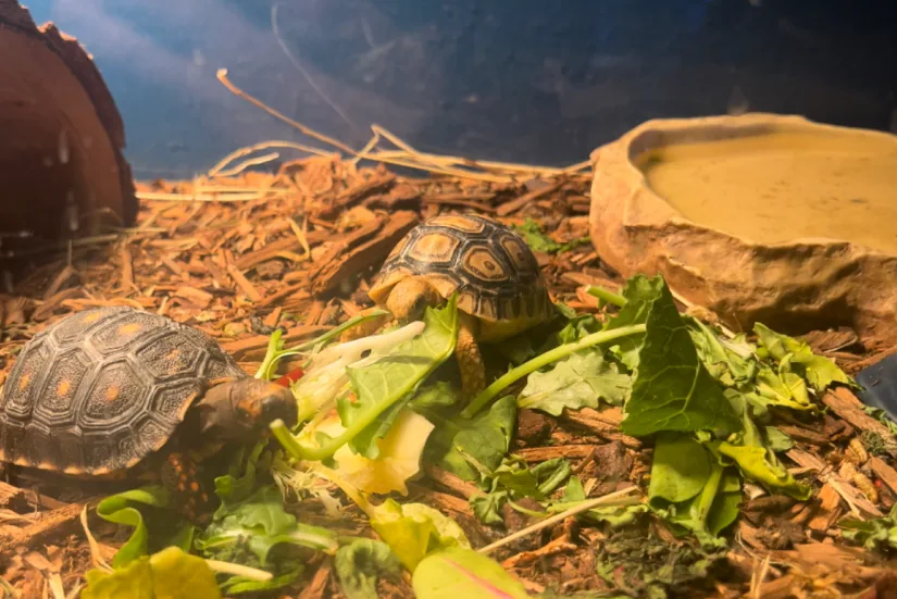 Turtles - Choosing the right enclosure (and why most “starter kits” fail)