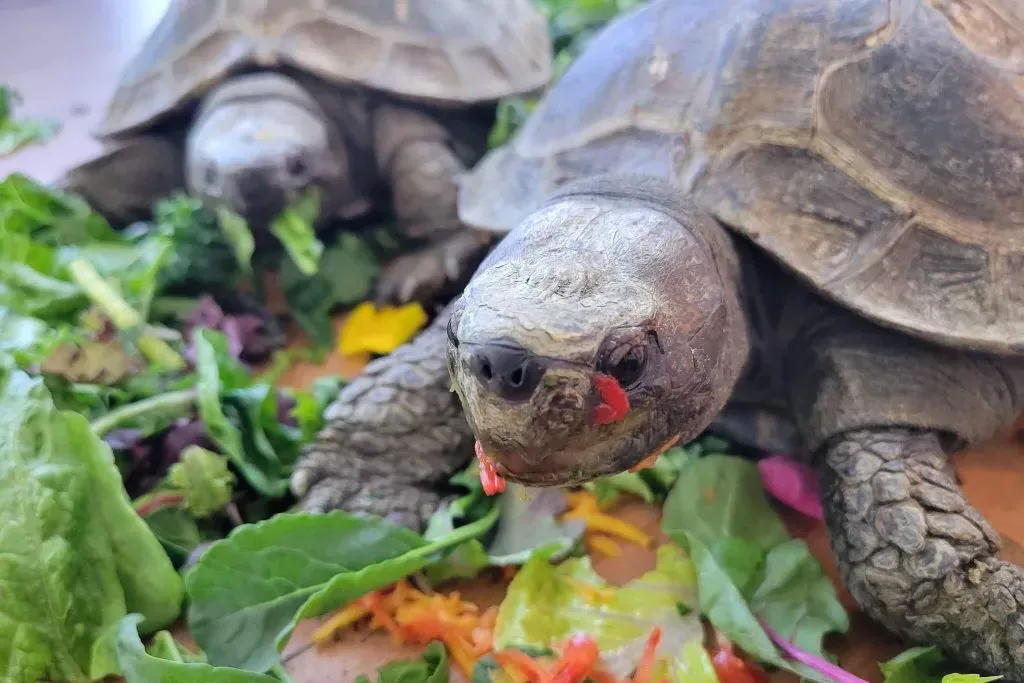 Turtles - Feeding and nutrition