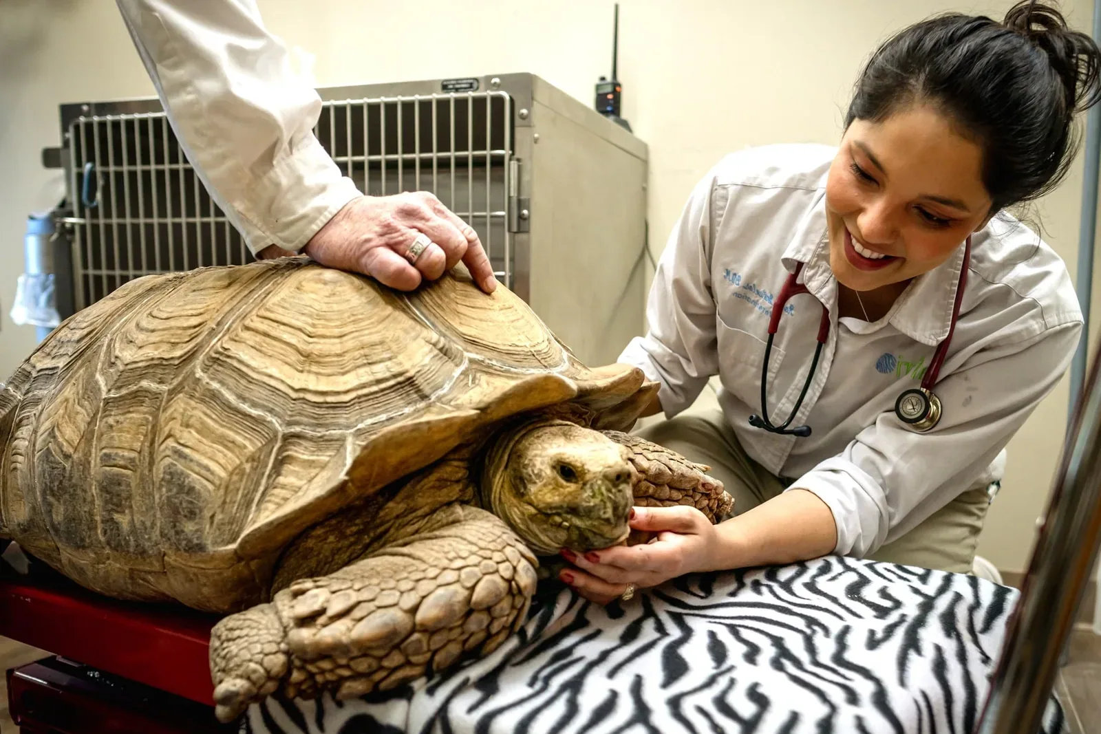 Turtles - Common health issues in pet turtles