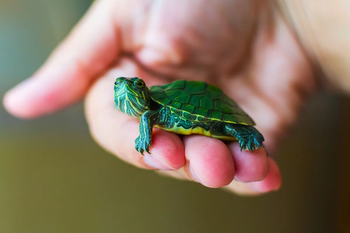 Turtles - Pros and cons of keeping turtles as pets