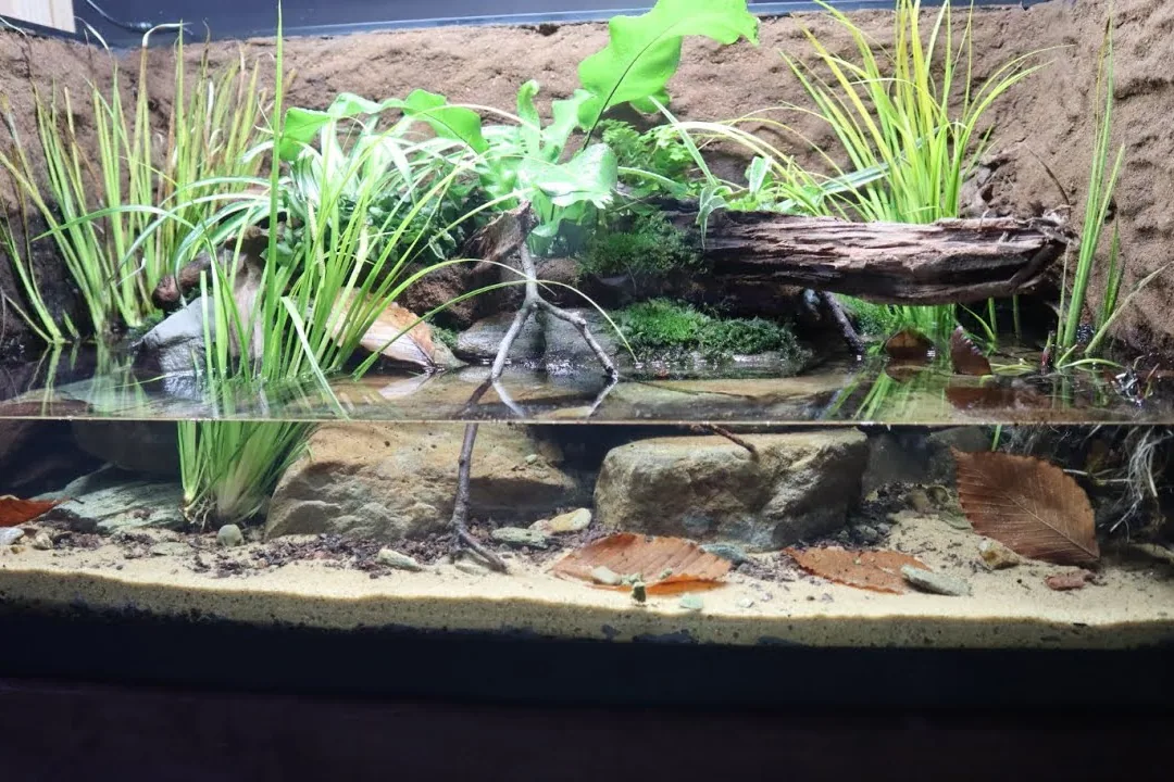 A frog sitting in a well-planted glass terrarium with water and rocks.