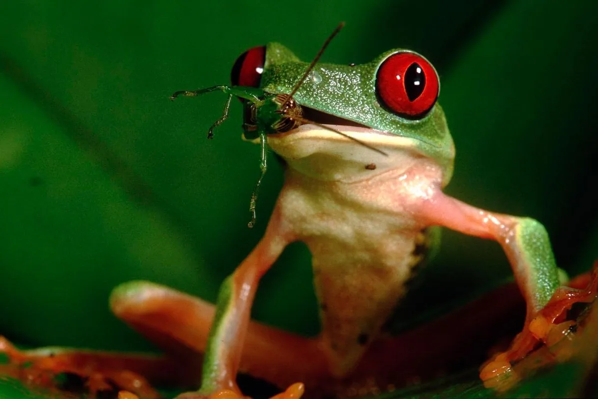 A frog eating a cricket in a natural habitat