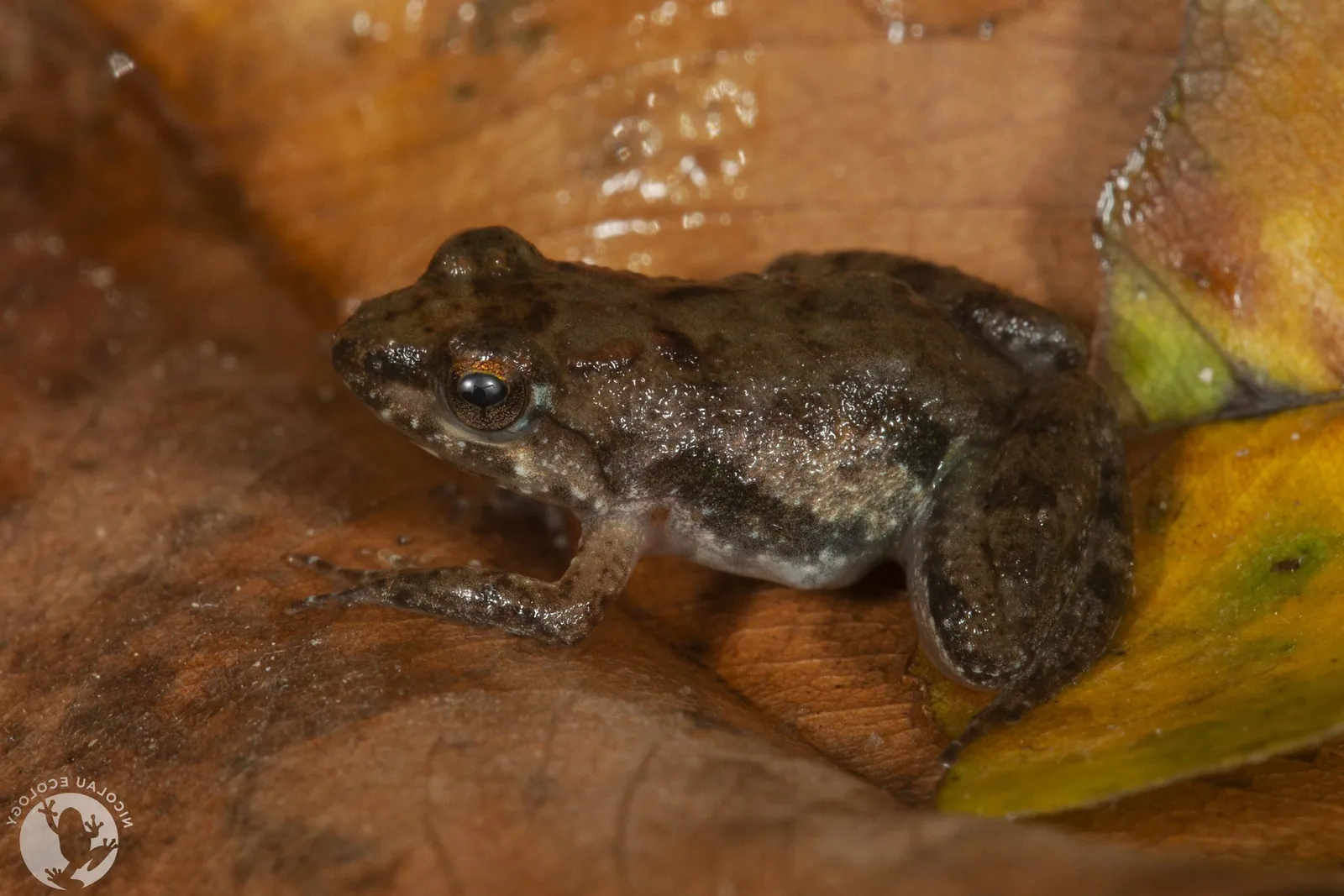 A frog sitting in a shallow puddle with visible skin spots or lesions.