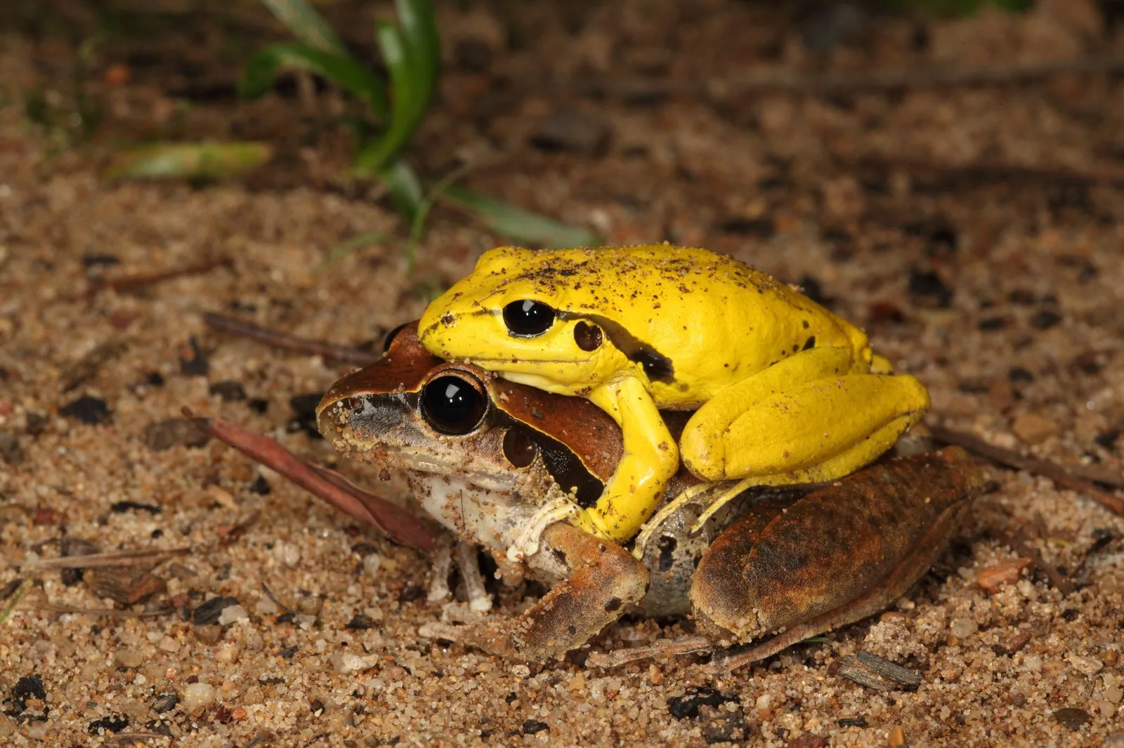 A frog sitting on a leaf in a natural Australian habitat
