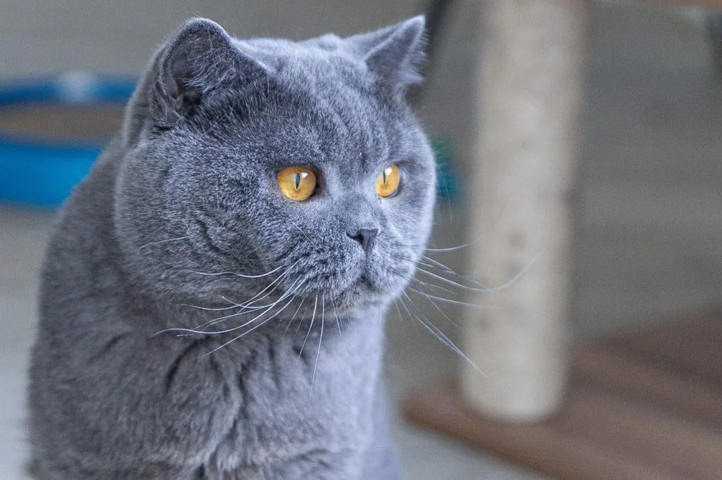 British Blue Shorthair - Appearance and unique traits