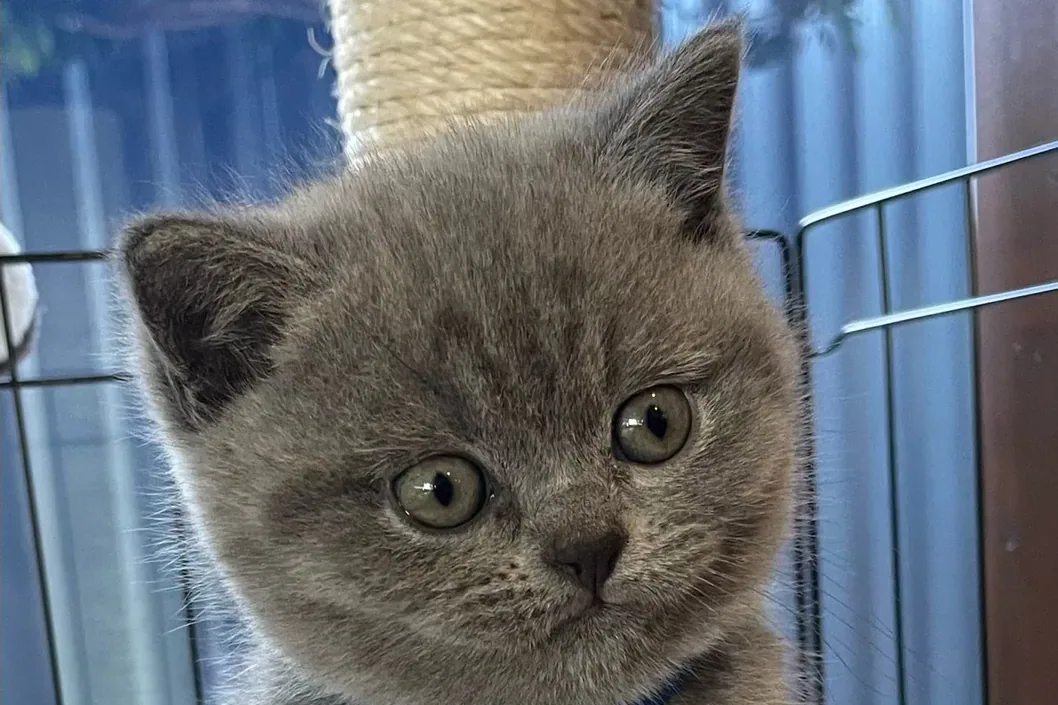 British Blue Shorthair - Quick profile
