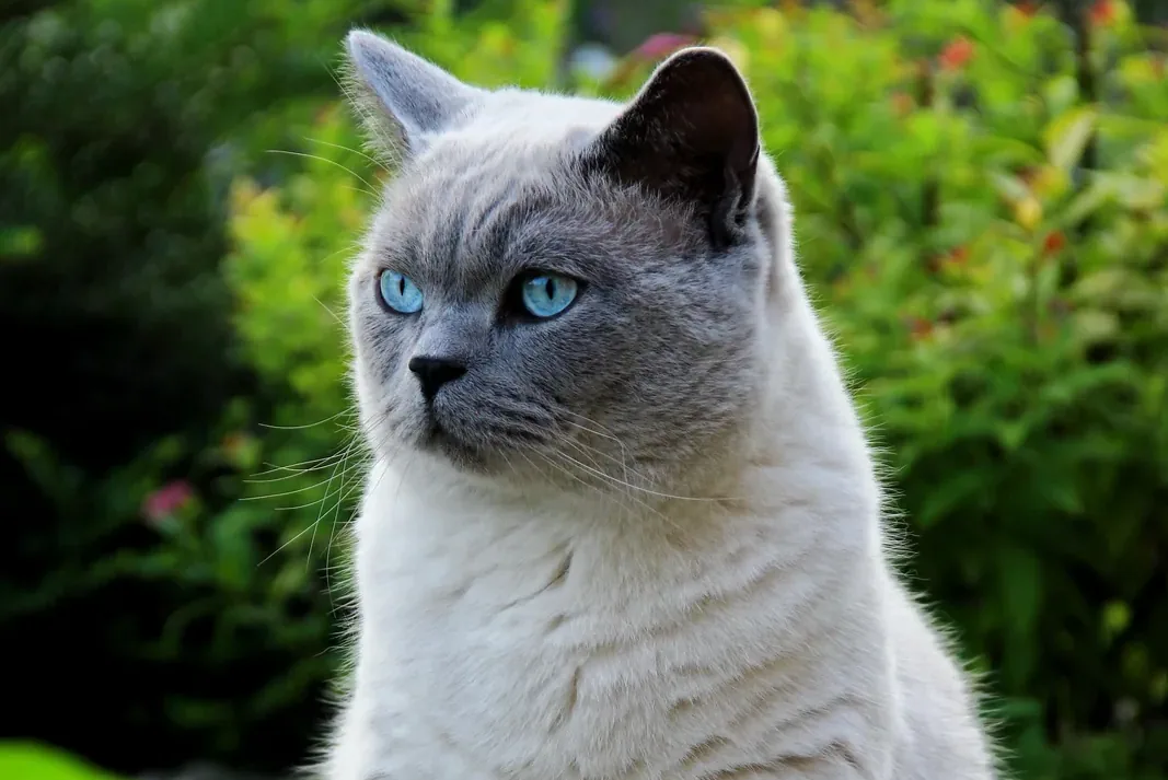 British Blue Shorthair - Final thoughts