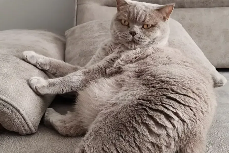 British Blue Shorthair - Temperament: what living with one is like
