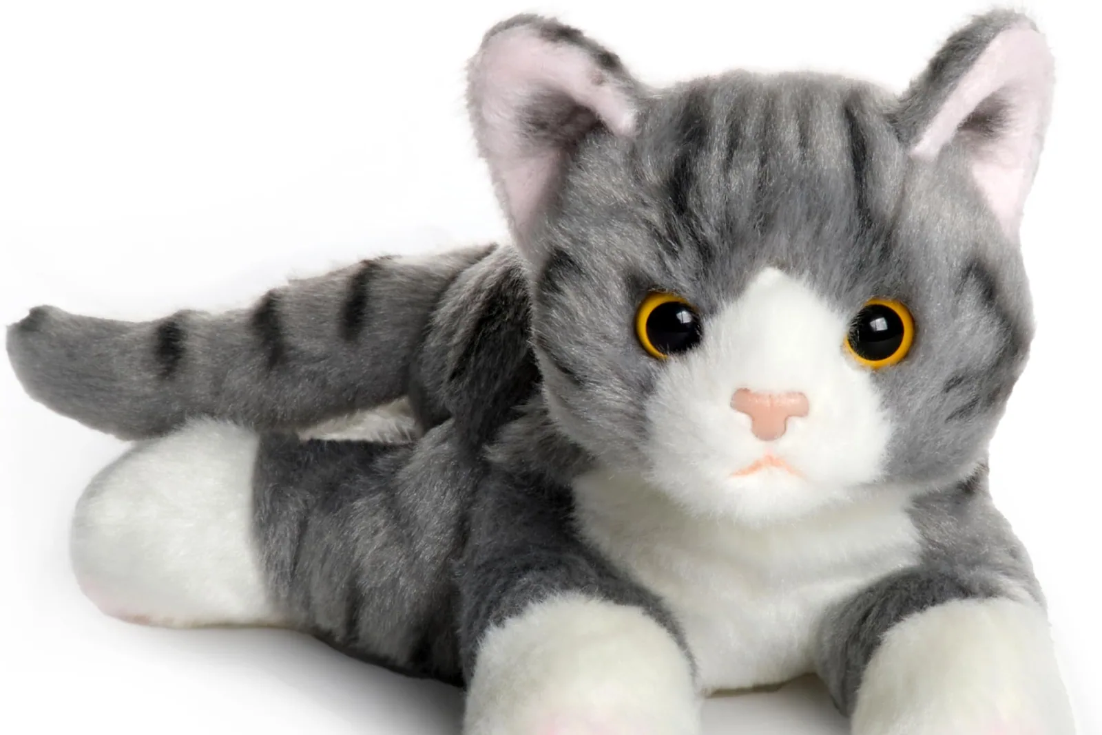 British Blue Shorthair - Training and activity needs