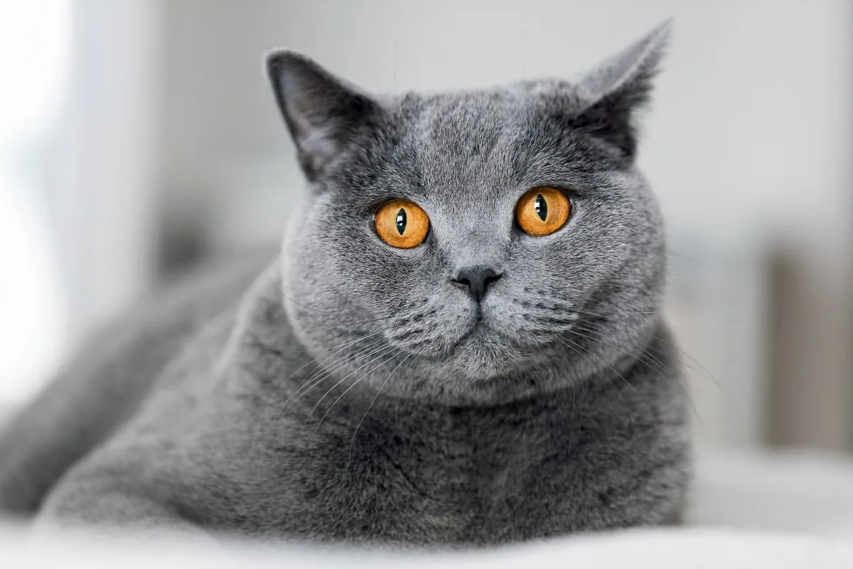 British Blue Shorthair - Health: what to watch and what to ask a breeder