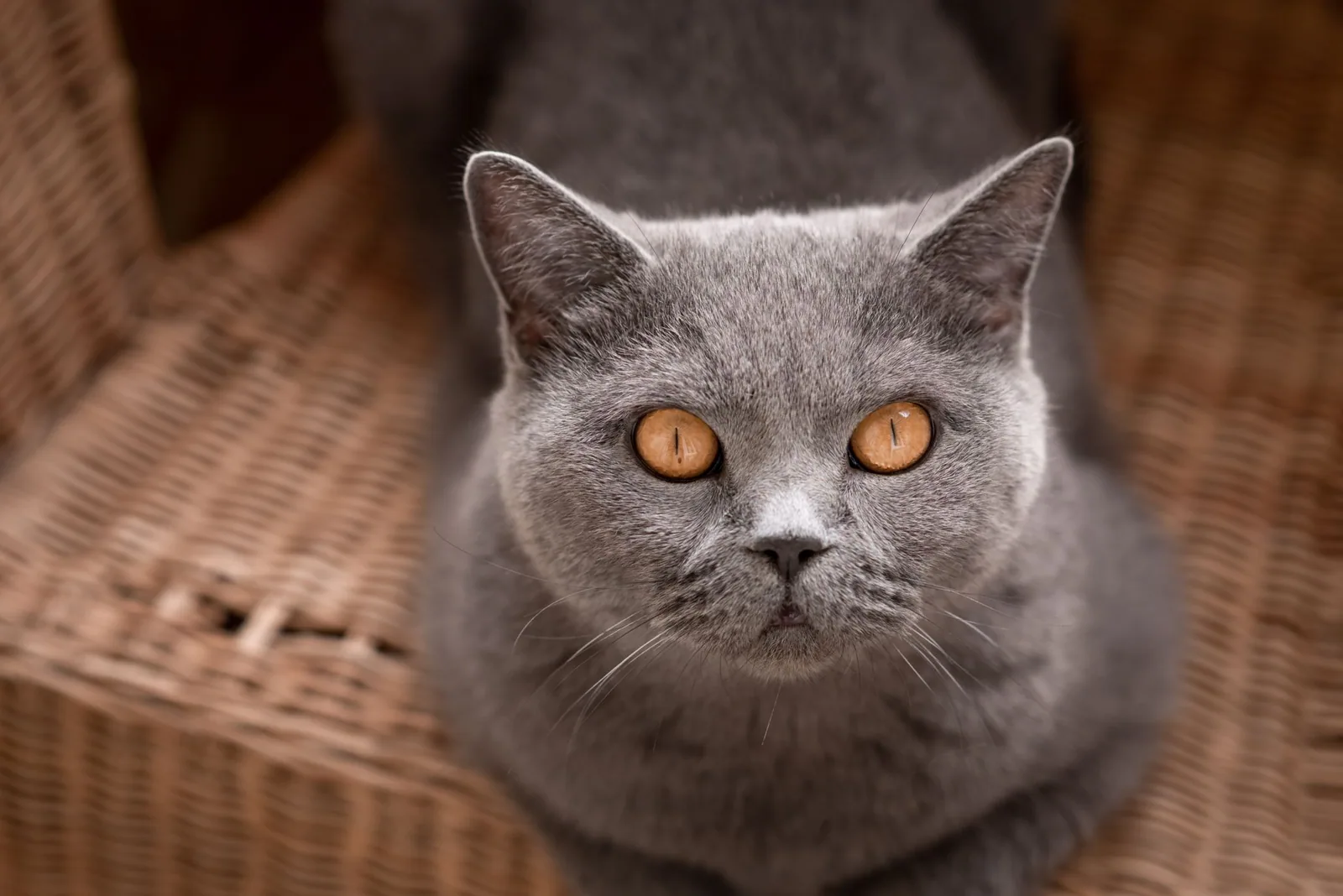 British Blue Shorthair - Interesting tidbits (with the myths trimmed back)