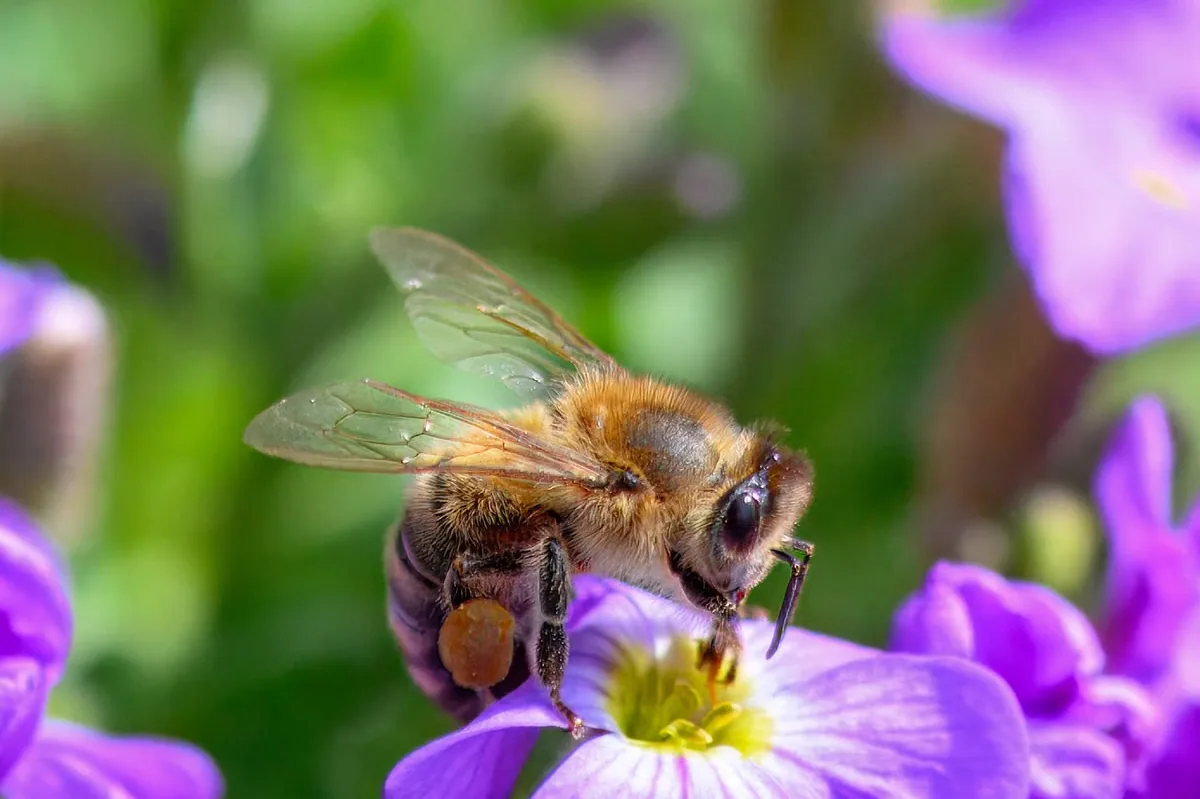 A close-up of a bee collecting pollen from a flower in a garden
